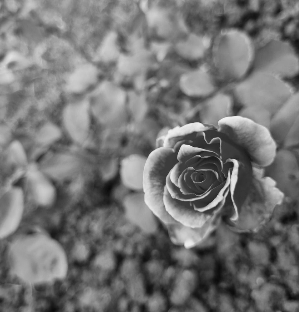 Photograph by Nidhi Singh