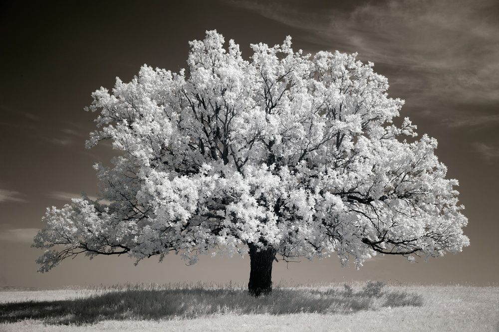 Photograph by Грачёв Олег