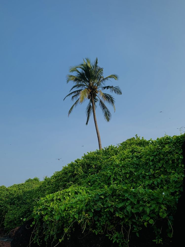 Фотография автора Veepul Rege