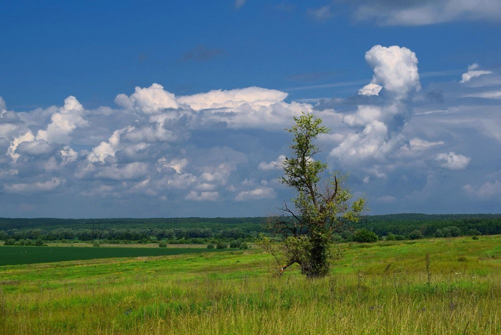 Пейзаж с одиноким деревом