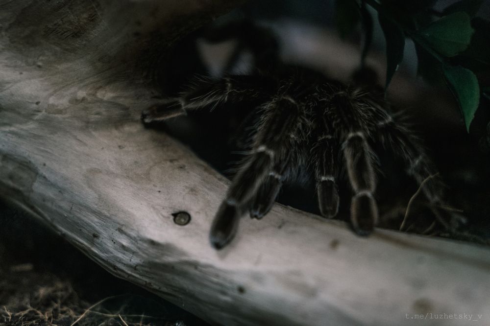 Photograph by Вячеслав Лужецкий