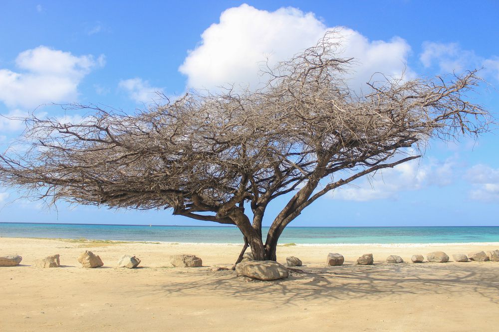 Куда хочу туда торчу