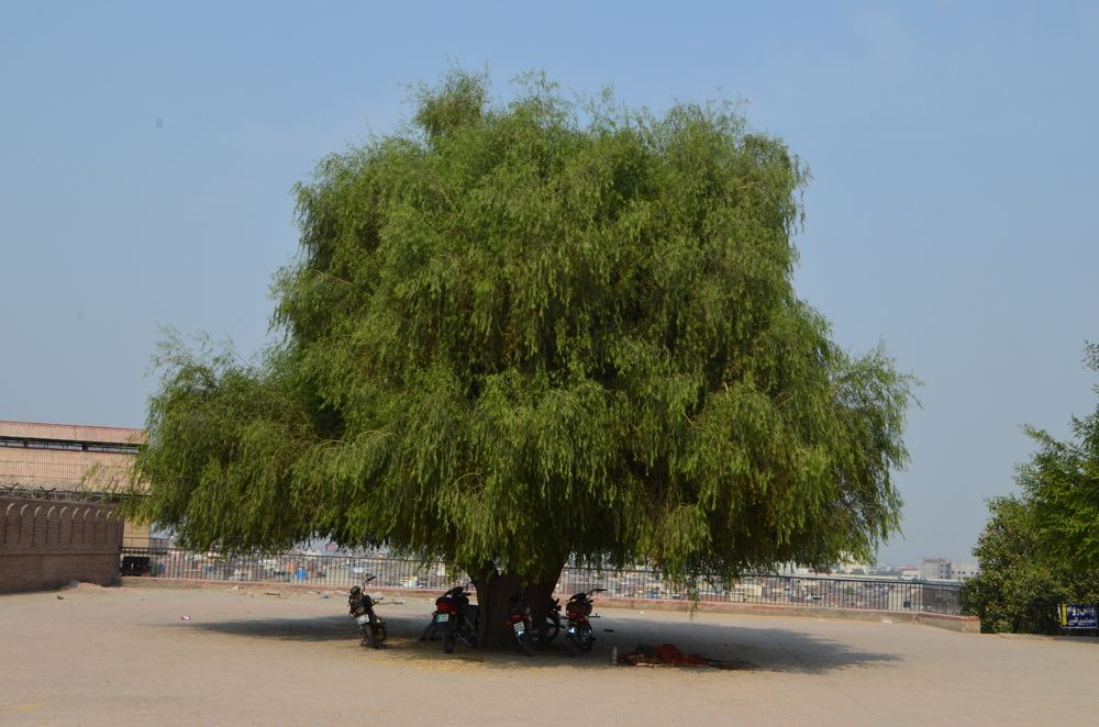 Photograph by Shahzad