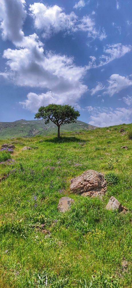 Photograph by Seyed-Sajad Hamedheydari