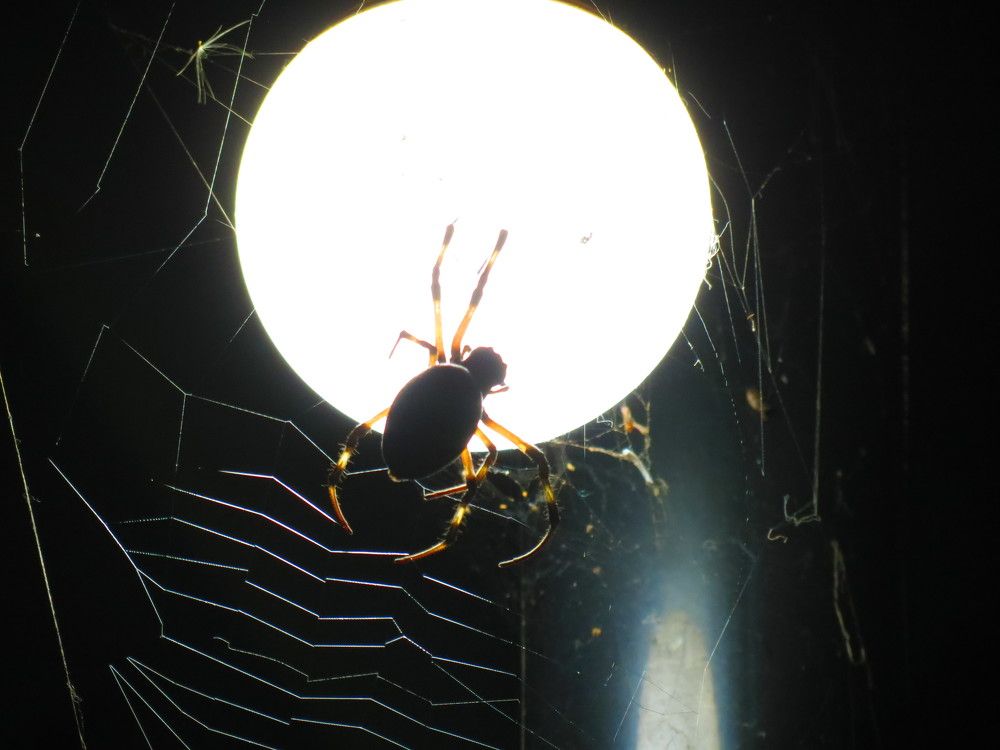 Photograph by Almir Francelino