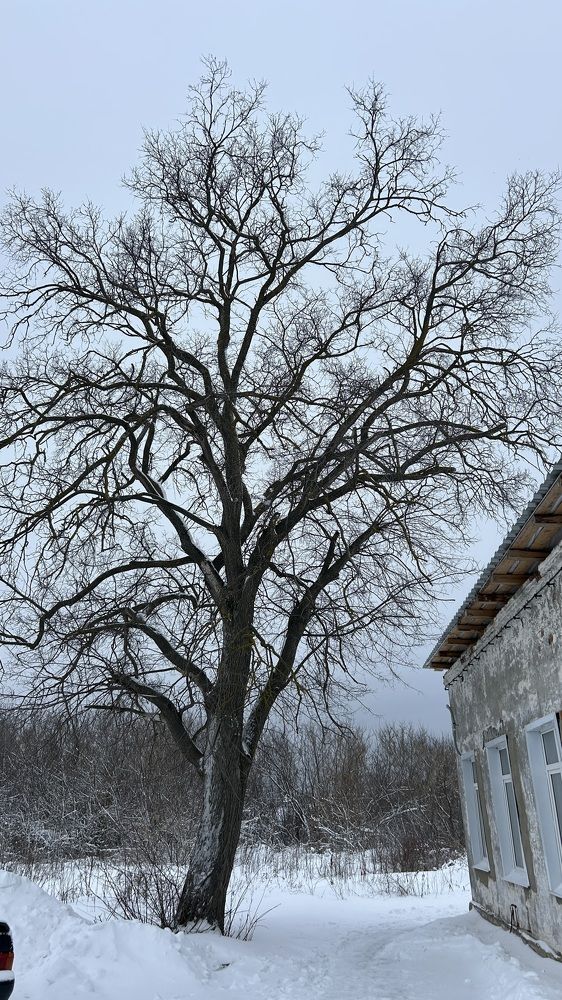 Photograph by Елена Гущина