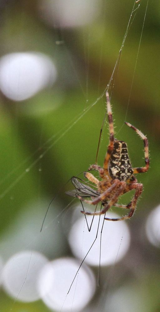 Фотография автора Amin Zand miralvand
