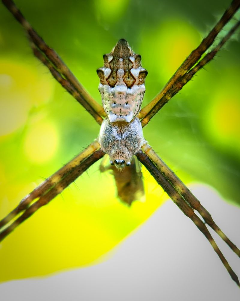 Photograph by Vanderlei Aparecido da Silva