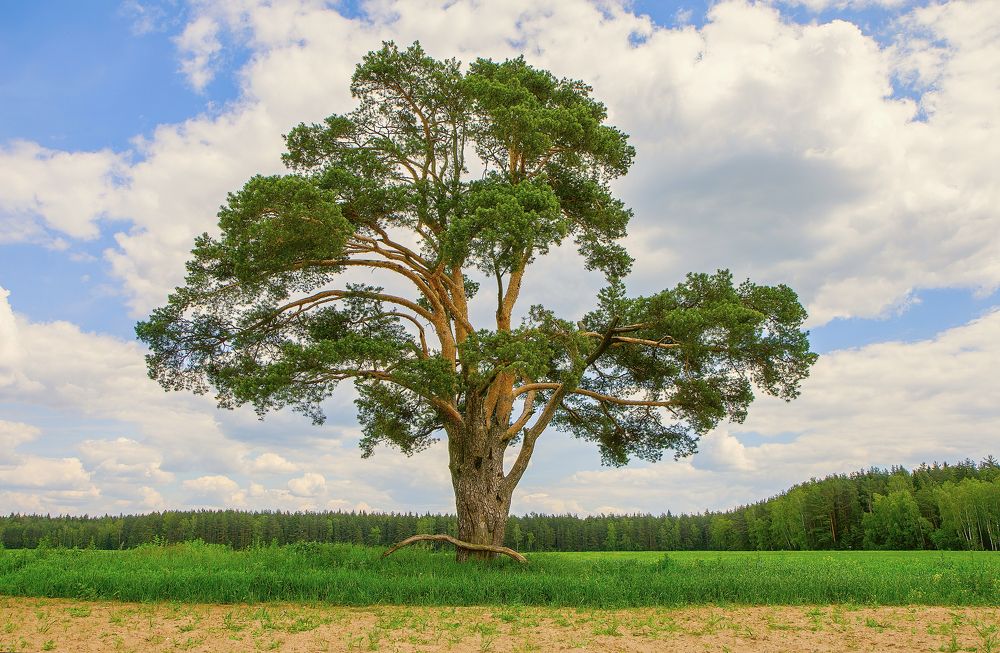 Photograph by Юрий Спасенников