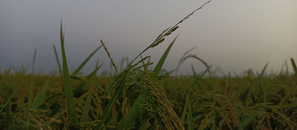 Grains of Rice