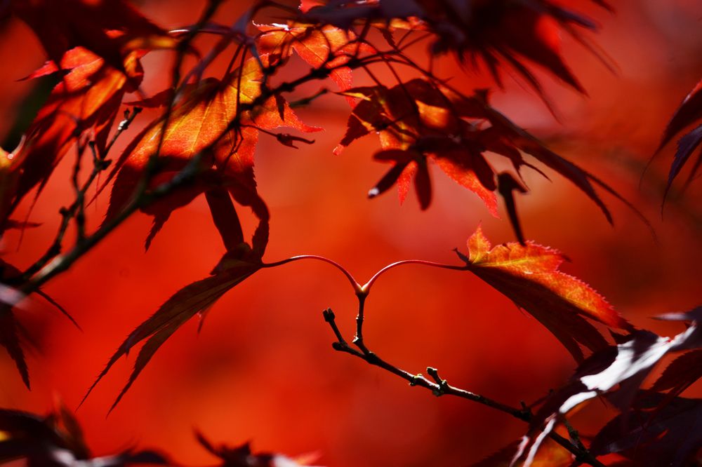 Фотография автора YANN JACOB