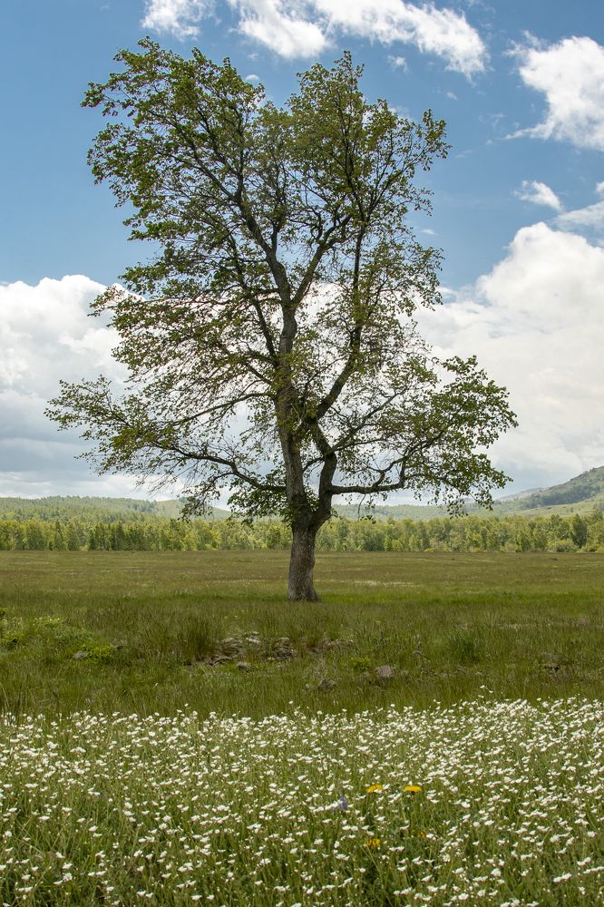 Photograph by Валерий Шорохов