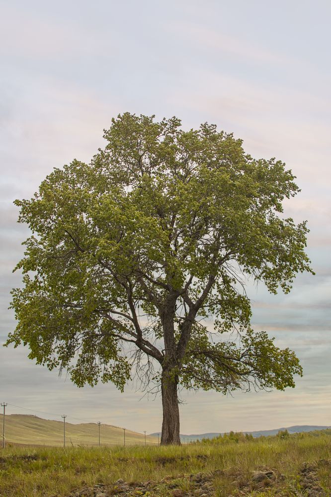 Photograph by Валерий Шорохов