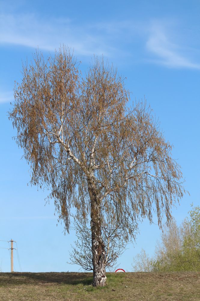 Photograph by Natasha Kim