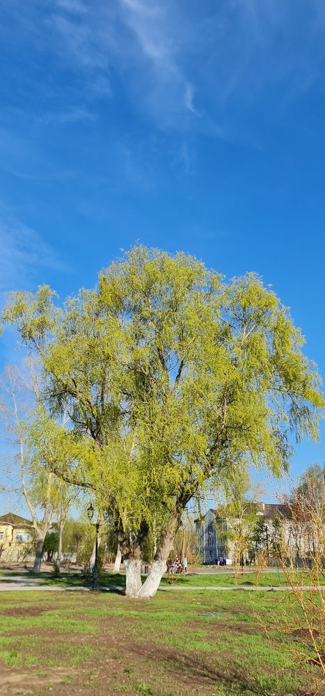 Photograph by Natasha Kim