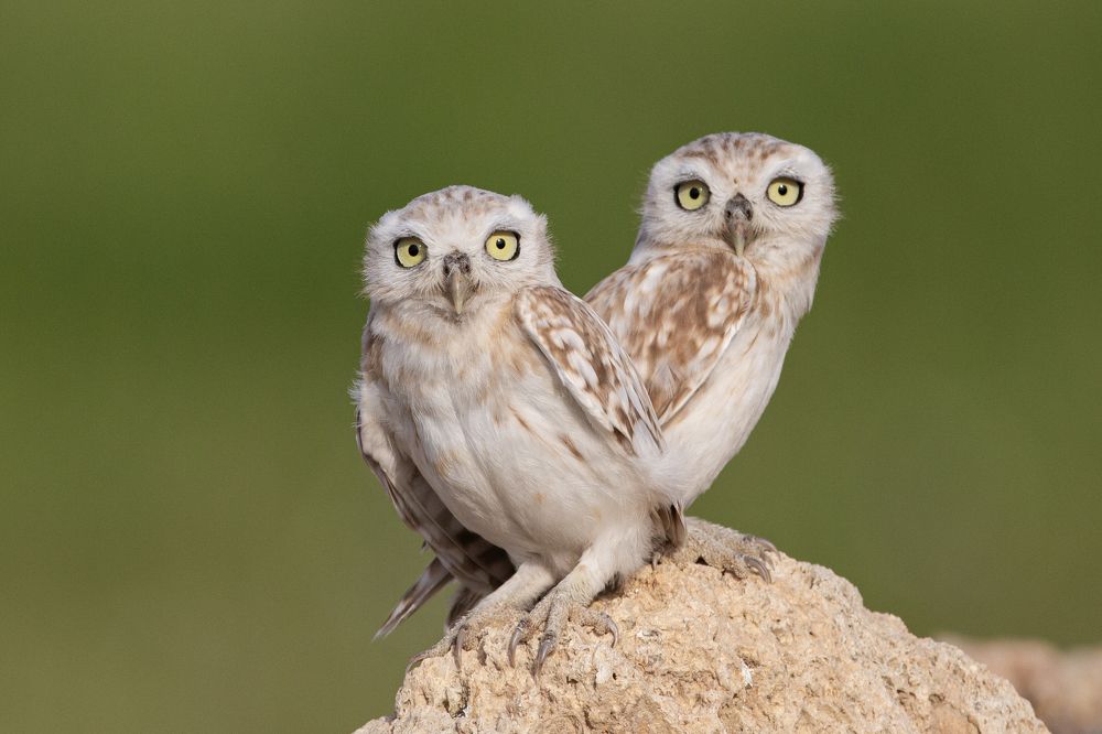 Little Owlets