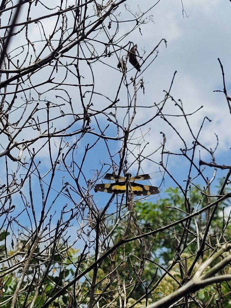 Wildlife dragonfly fazeel