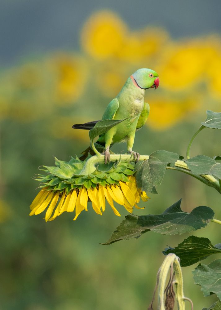 Rose Ring Parakeet