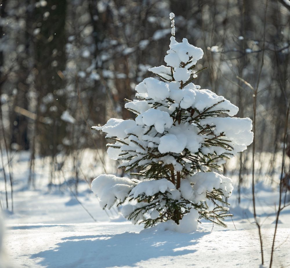 Фотография автора Сергей Басов