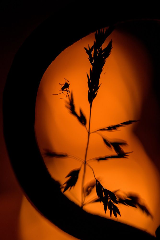 Фотография автора Dmitriy Sotnikov