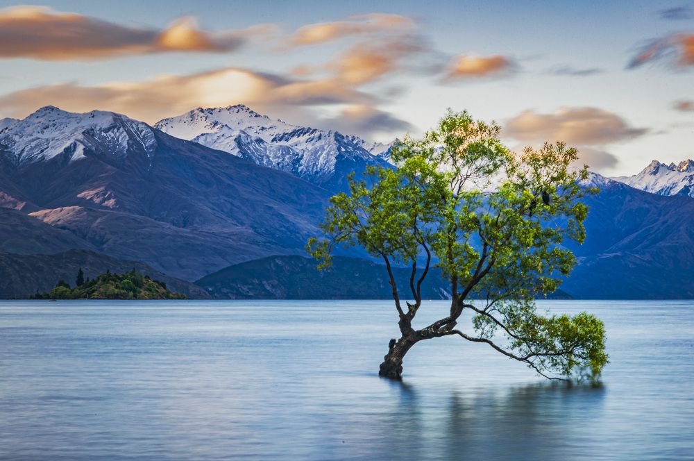 Wanaka Tree
