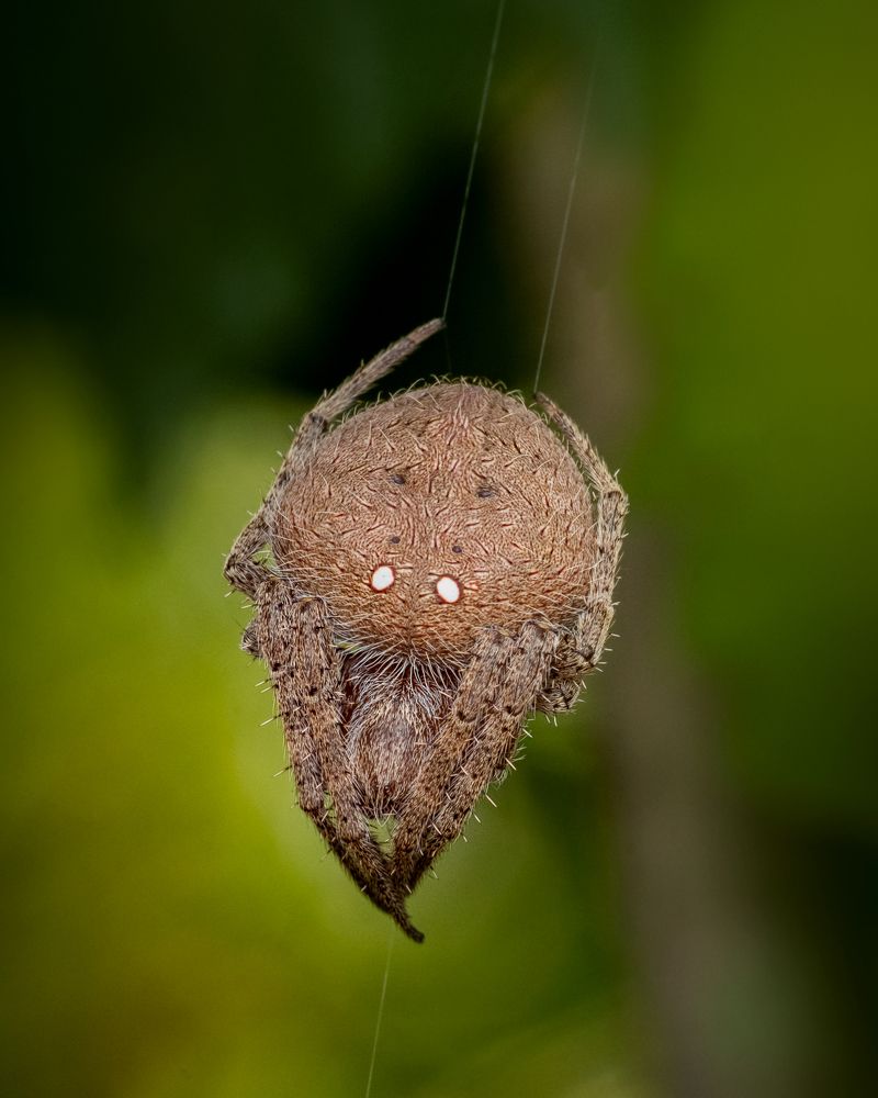 Orb-weaver
