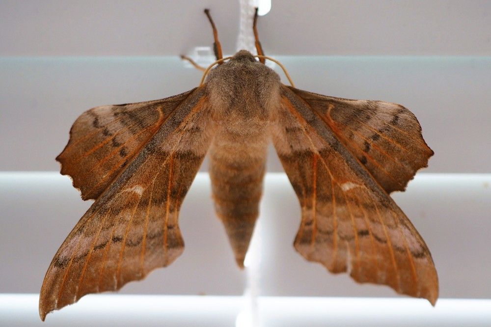 Photograph by Сергей Пушкин