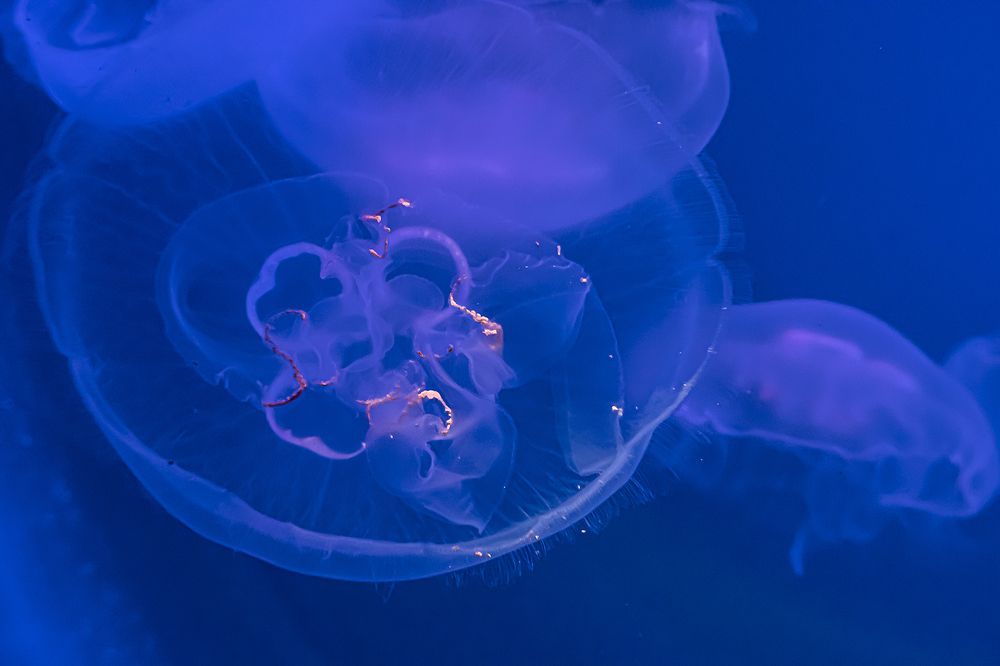 Photograph by Екатерина Бурикова