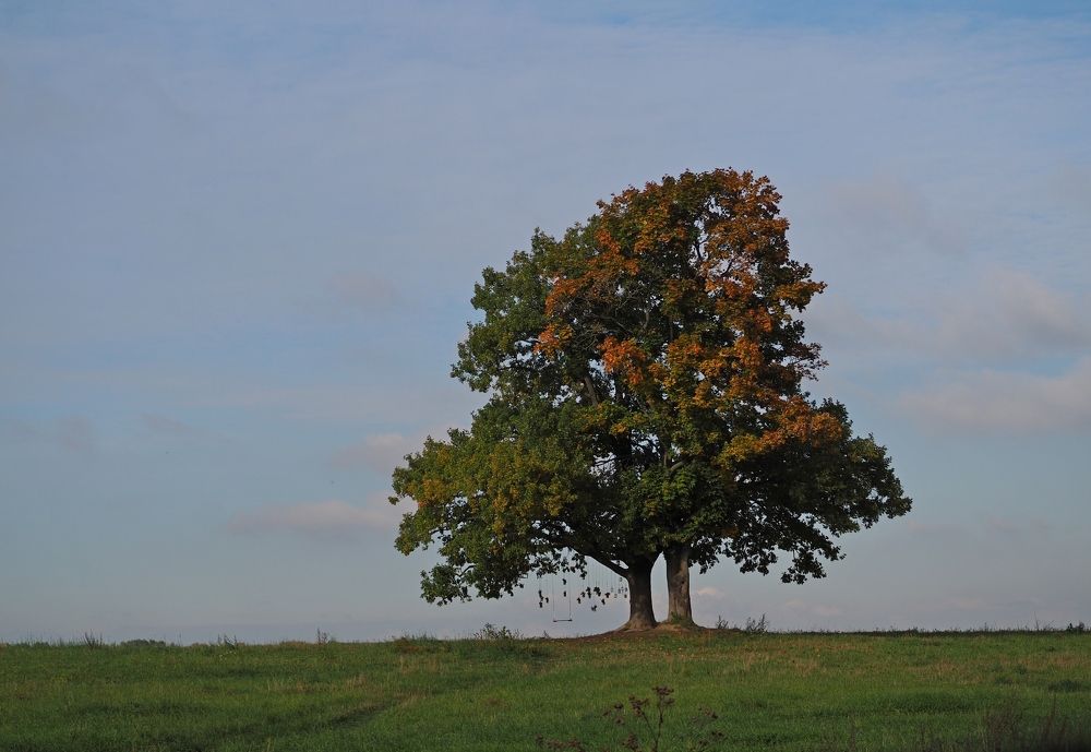 Дуб на Соболевской дороге
