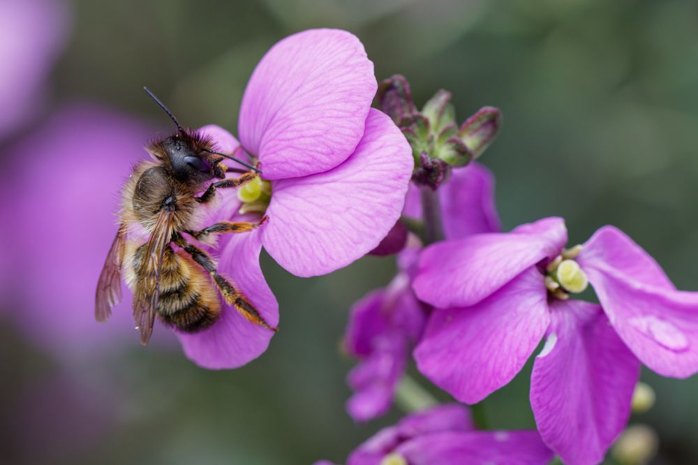 Photograph by Silvia Koopmans