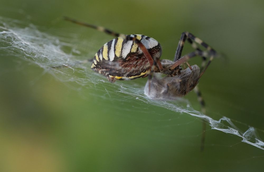 Photograph by Prometej