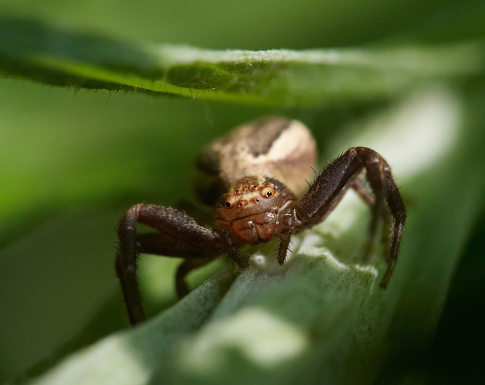 Photograph by Prometej