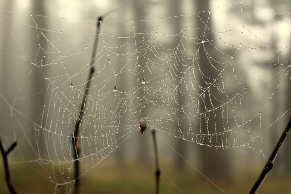 Photograph by 