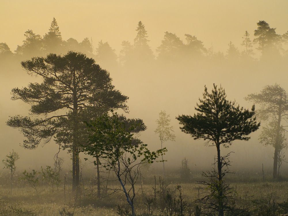 Photograph by Алексей Поляков