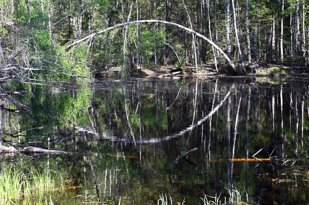 Photograph by Ксения