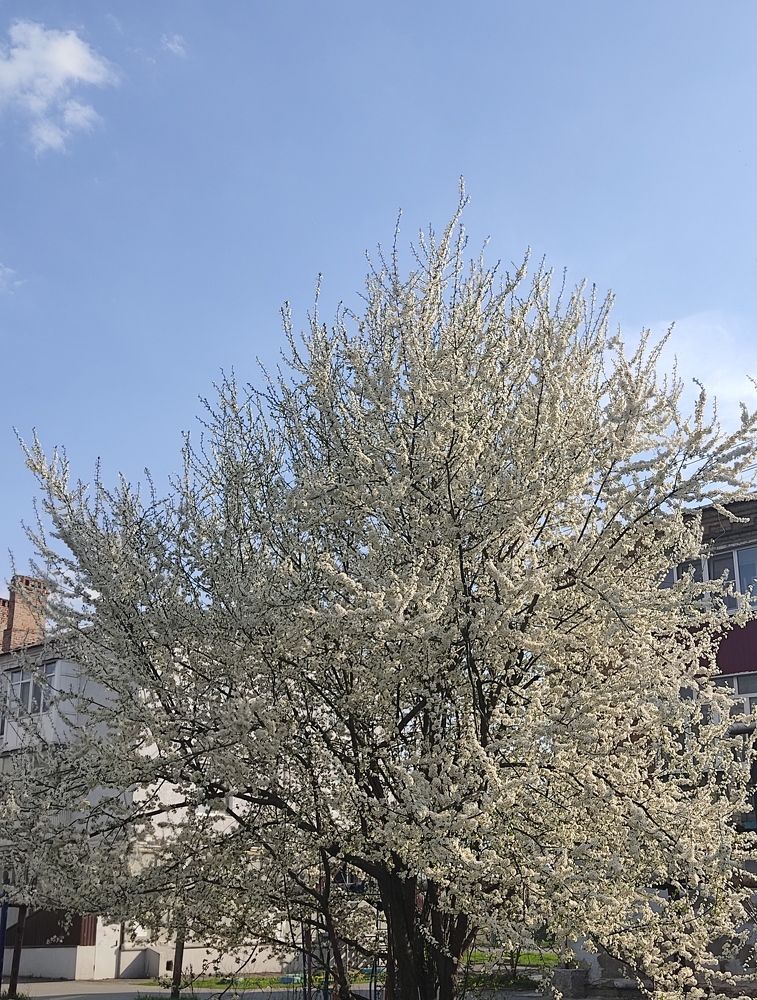 Photograph by Фаина Мирошниченко