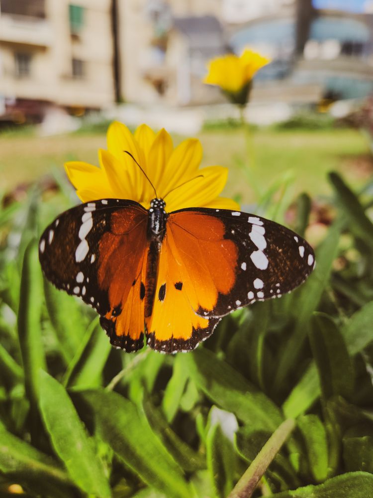 Photograph by Ahmed Ehab