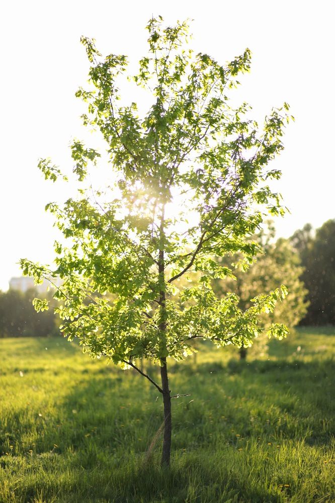 Photograph by Галина Шипухина