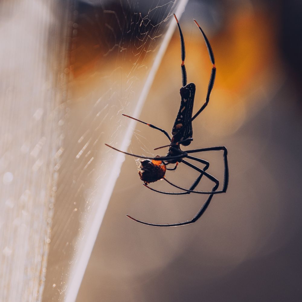 Фотография автора Pham Anh Vu