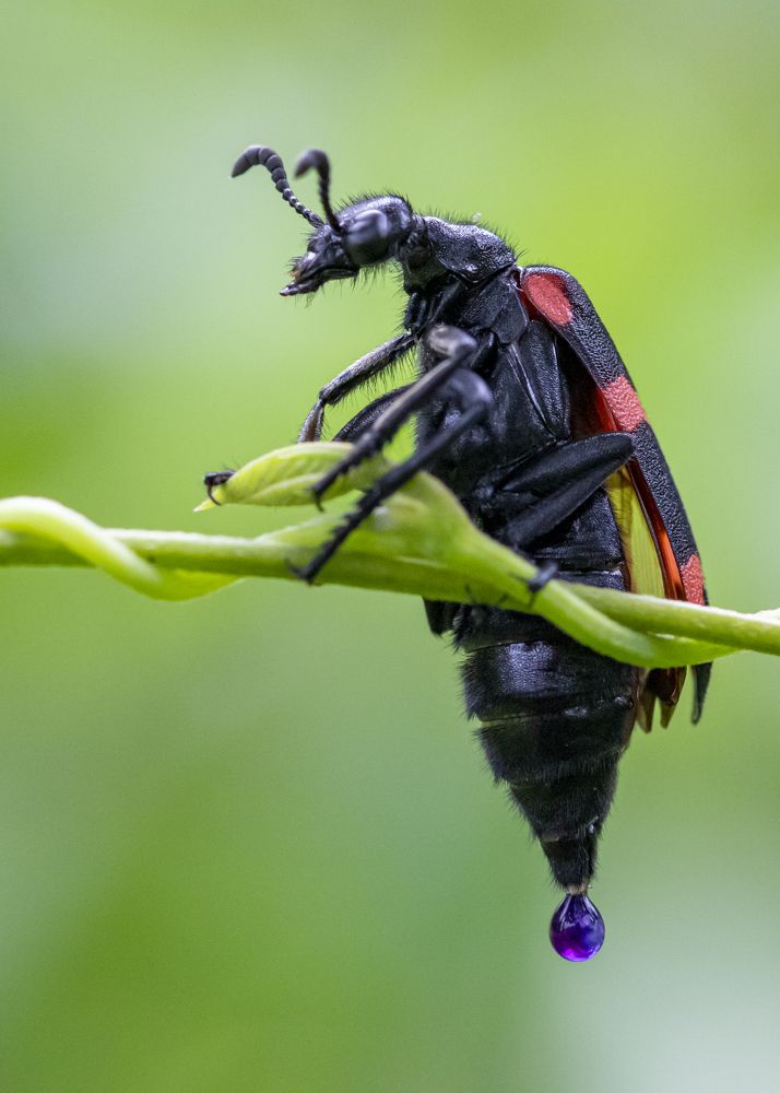 Фотография автора Rajeev Amaratunga