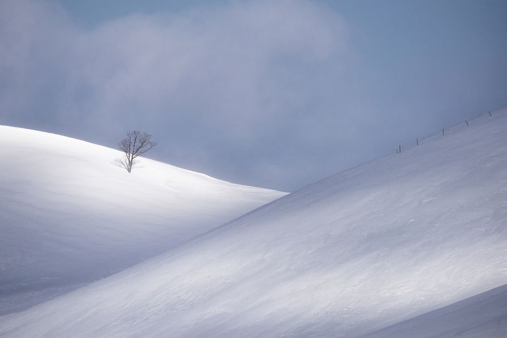 Hokkaido III: Fuster tree