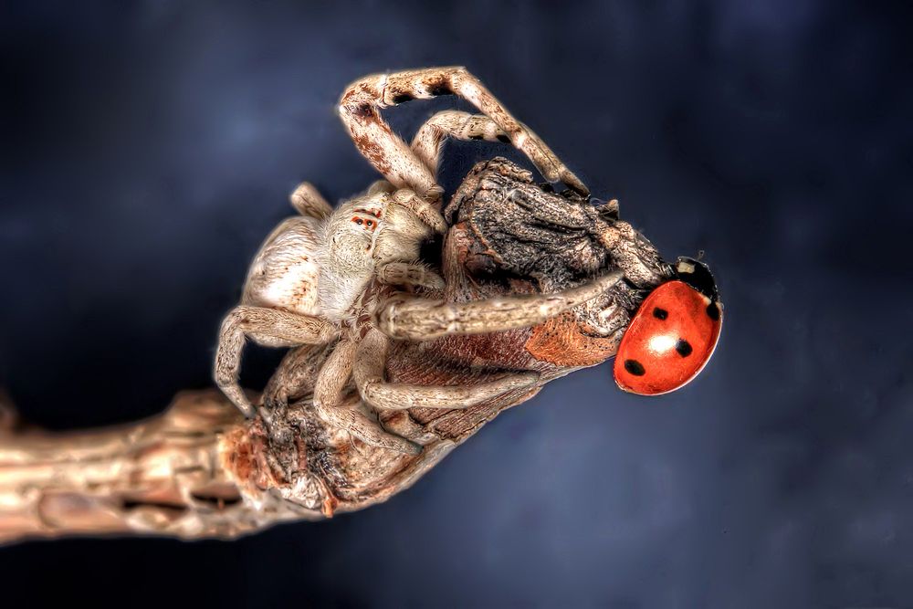 Photograph by Omid Mirshamsi