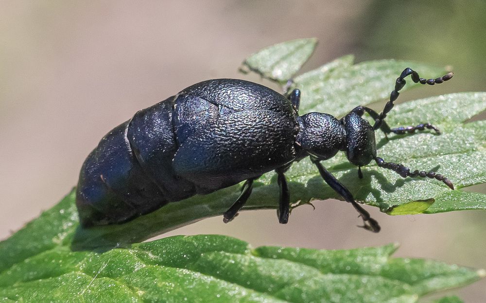 Жук Майка черная