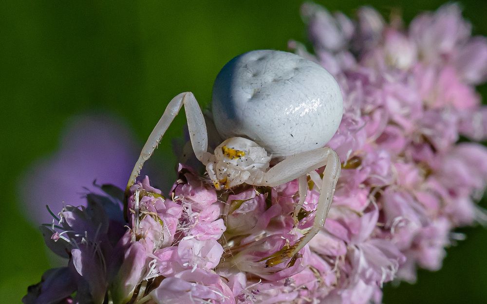 Фотография автора Николай Бологов