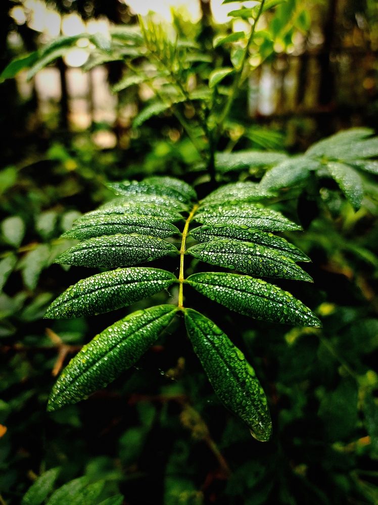 Фотография автора Debdutt Saha