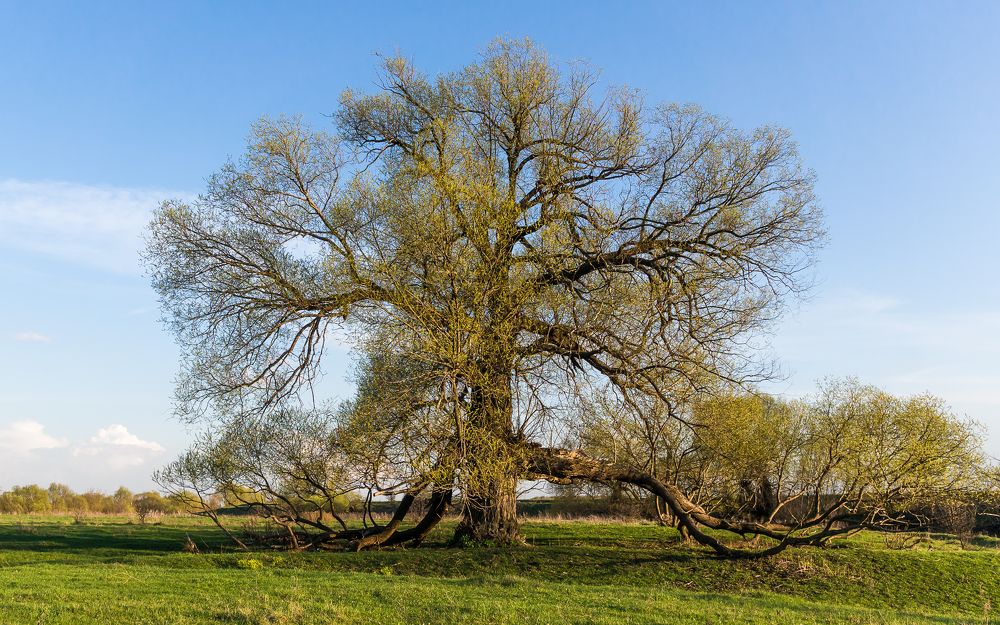 Фотография автора Николай Бологов