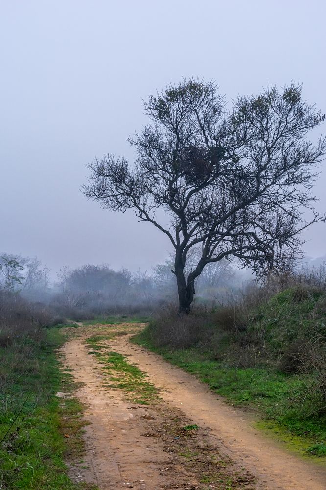 Туманная даль
