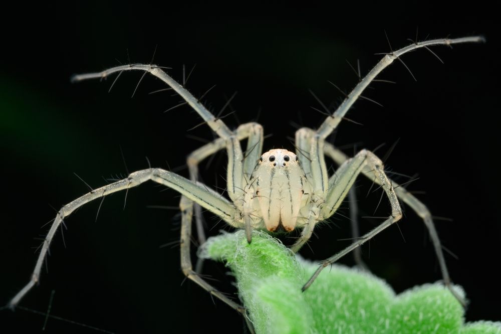 Photograph by Juchen Lin