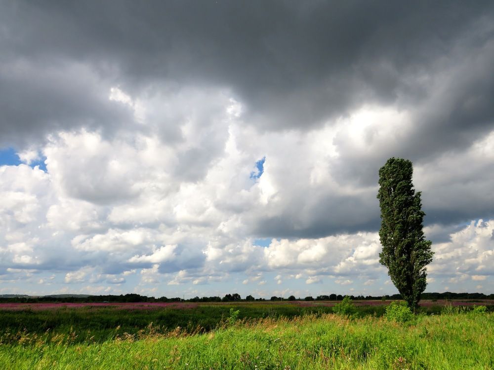 Одинокий тополь