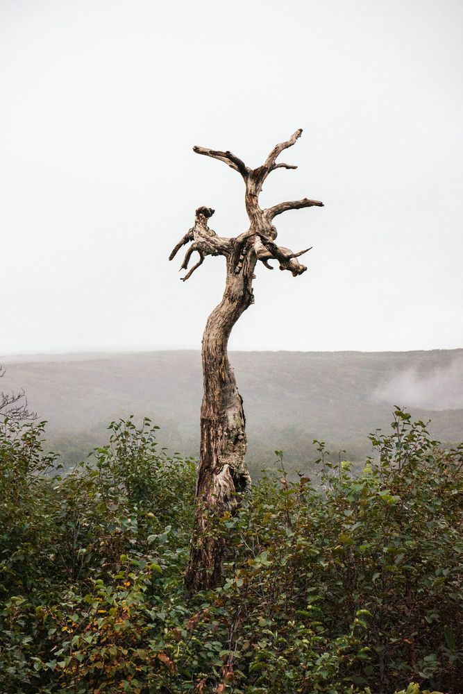 Photograph by Низовцева Елена